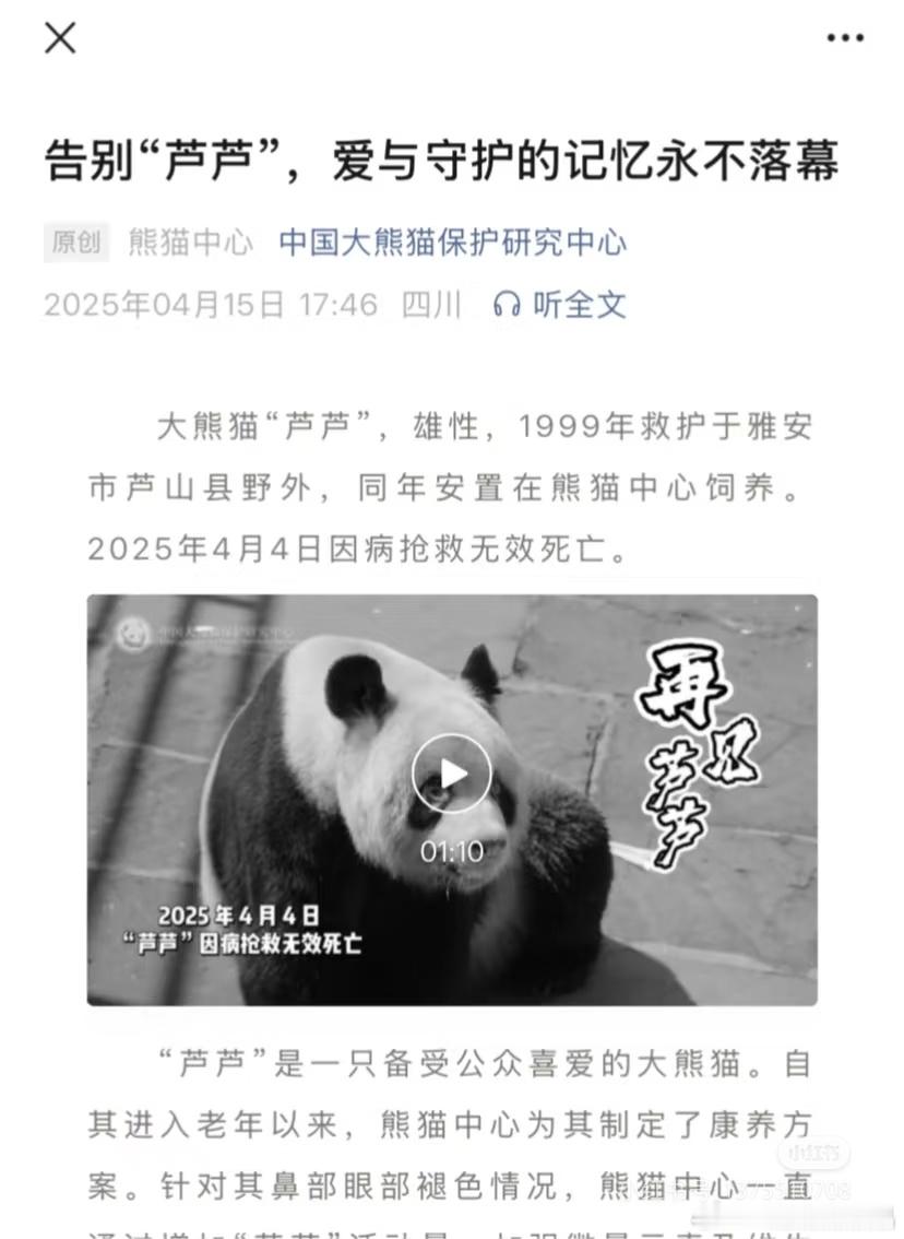 大熊猫“芦芦”去世了！它是很多大美熊的爸爸，飞云、爱宝、喜乐都是它的女儿！​​
