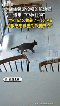 “真成精了？”10月6日，江苏无锡，一女店主经常投喂路边的流浪猫，没想到，小猫竟