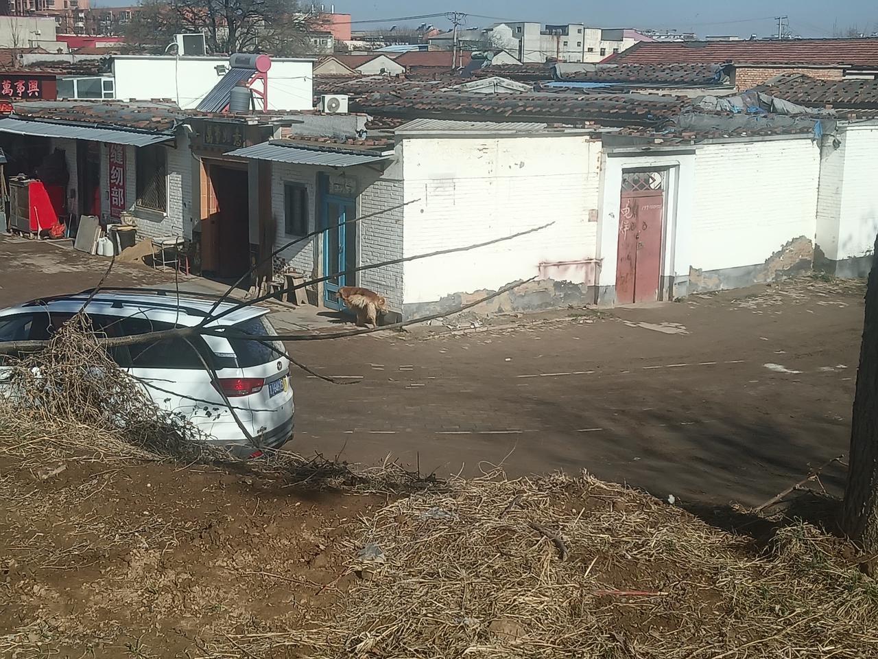 狗狗在墙角干啥呢？做个记号！