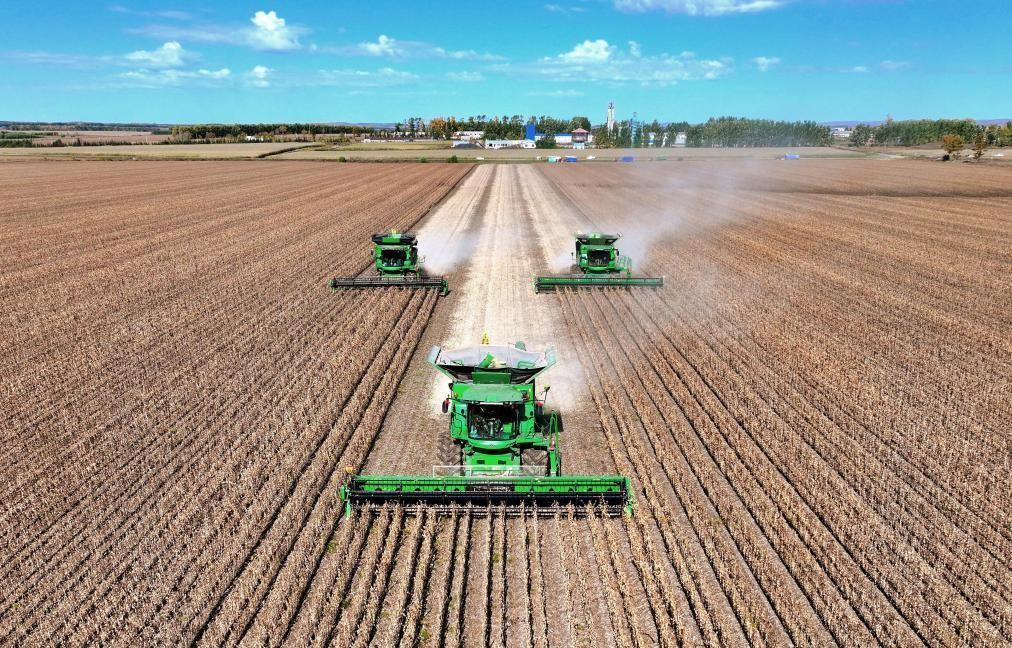 1937年南京，一个七岁男孩在断墙夹缝里抠烂了指甲。他看见母亲倒在巷口。看见