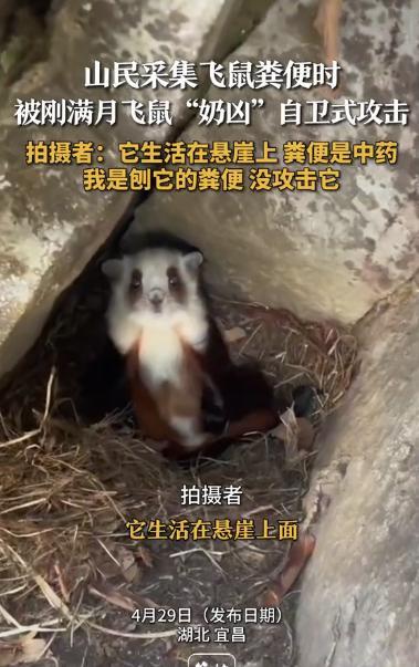 “开眼界了！”湖北宜昌，一山民为了收集中药材，跑到悬崖边采集飞鼠粪便，哪曾想惊动