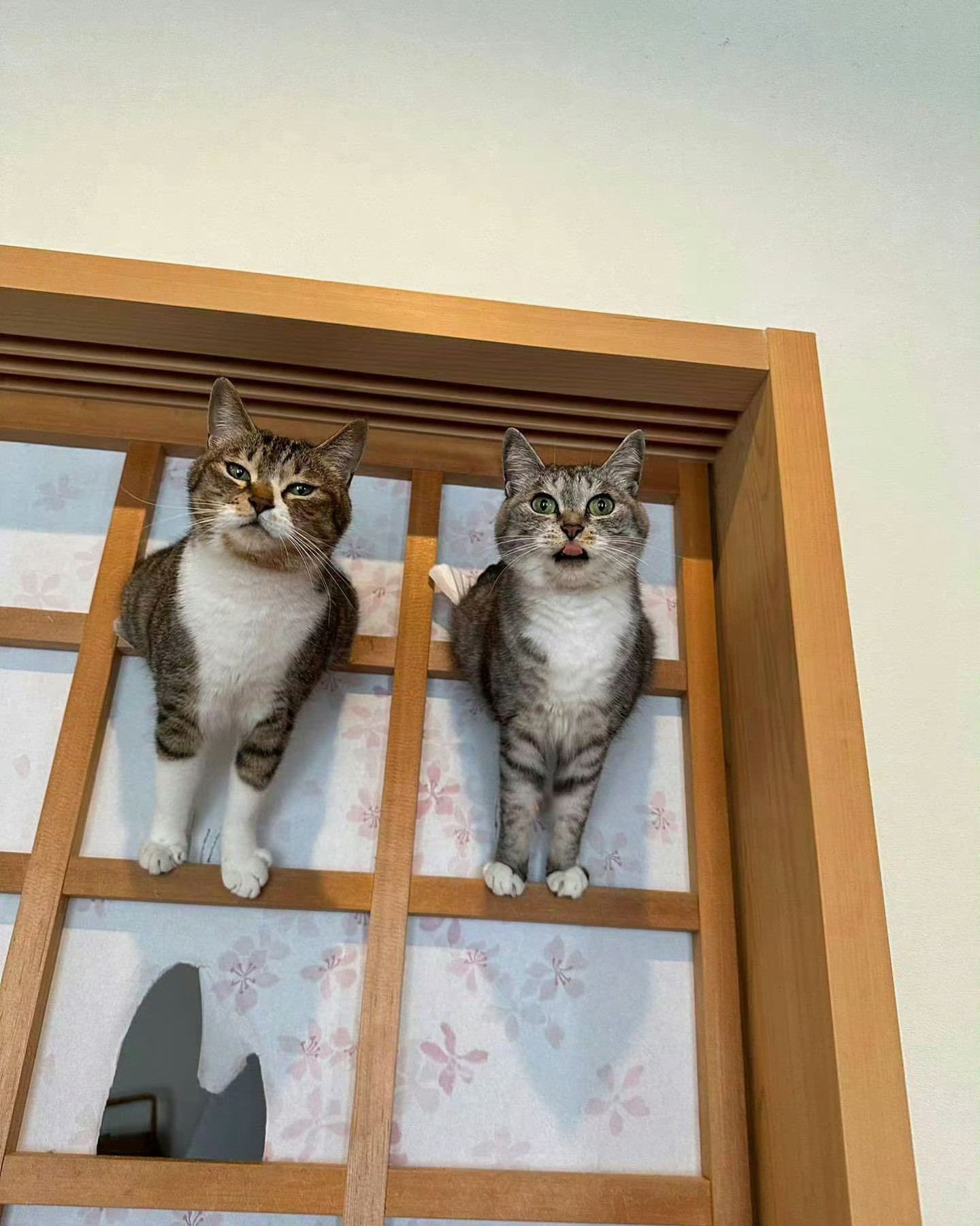 猫咪：妈妈，快夸我们😼