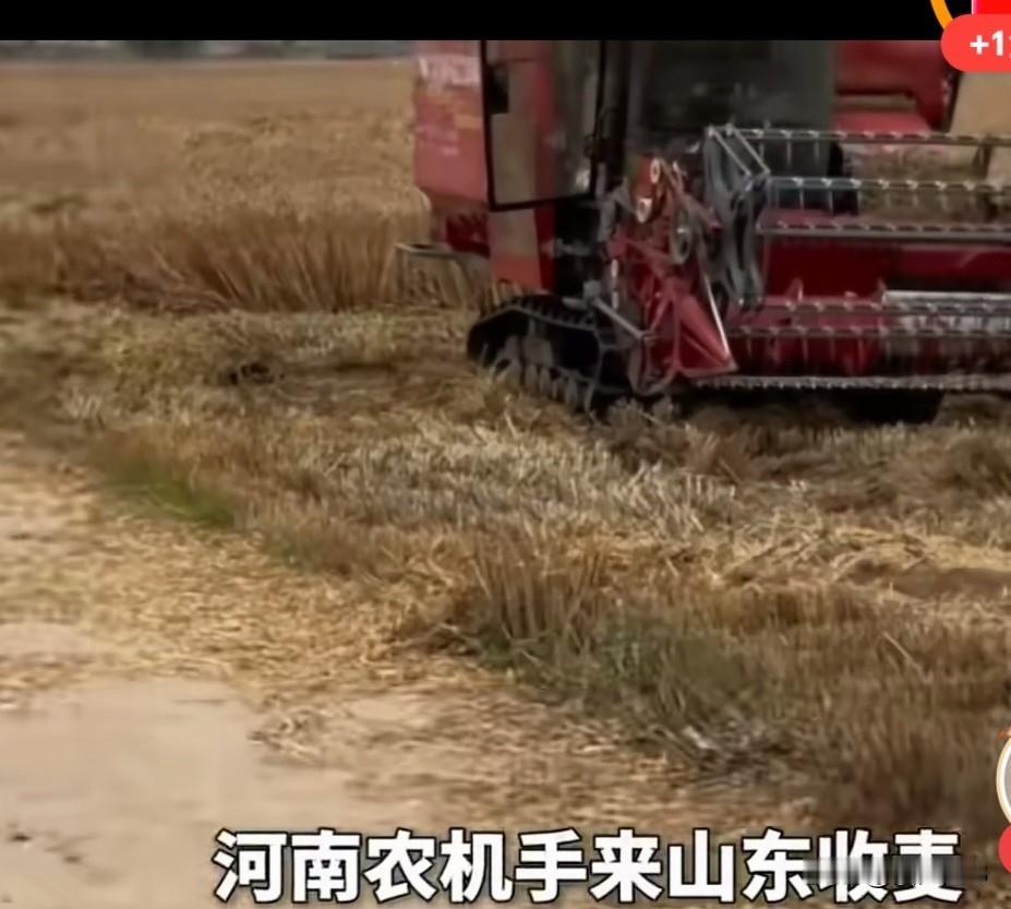 河南农机手来山东收麦子，村民在田间都安排好了接风宴，有鸡有鱼6个菜，感叹到，
