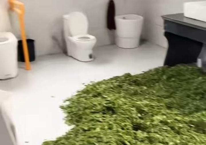 松阳公厕晒茶青！11公斤干茶封存，传统制茶岂能无卫生底线丽水松阳竟曝出茶农