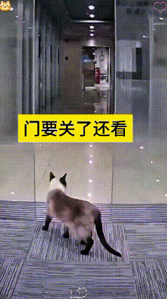 看到这个视频，瞅瞅这暹罗猫在店门口直勾勾地瞅，门都要关了还舍不得挪窝，结果“哐当