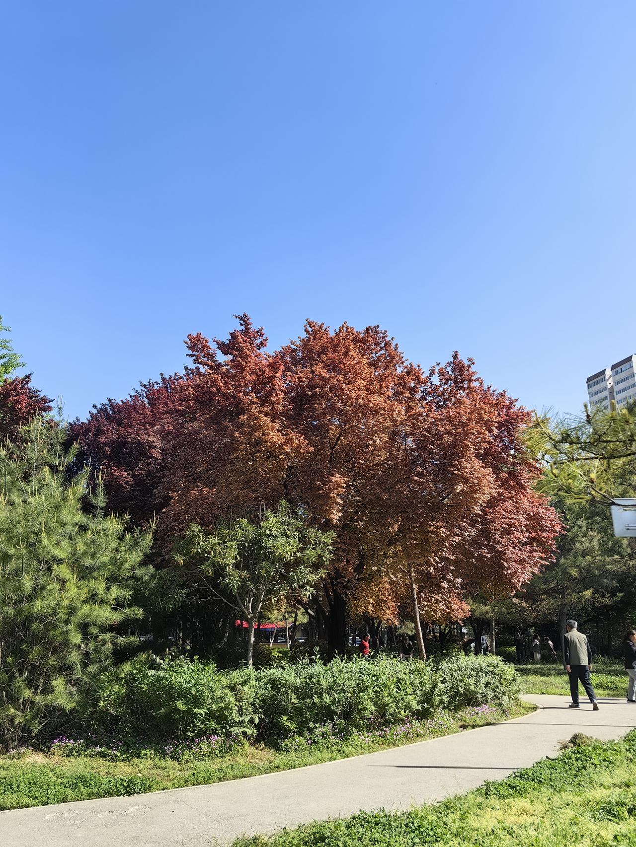 痔疮手术后的第四天，继续承受痛苦的折磨昨天是我痔疮手术后的第四天，各种痛苦和