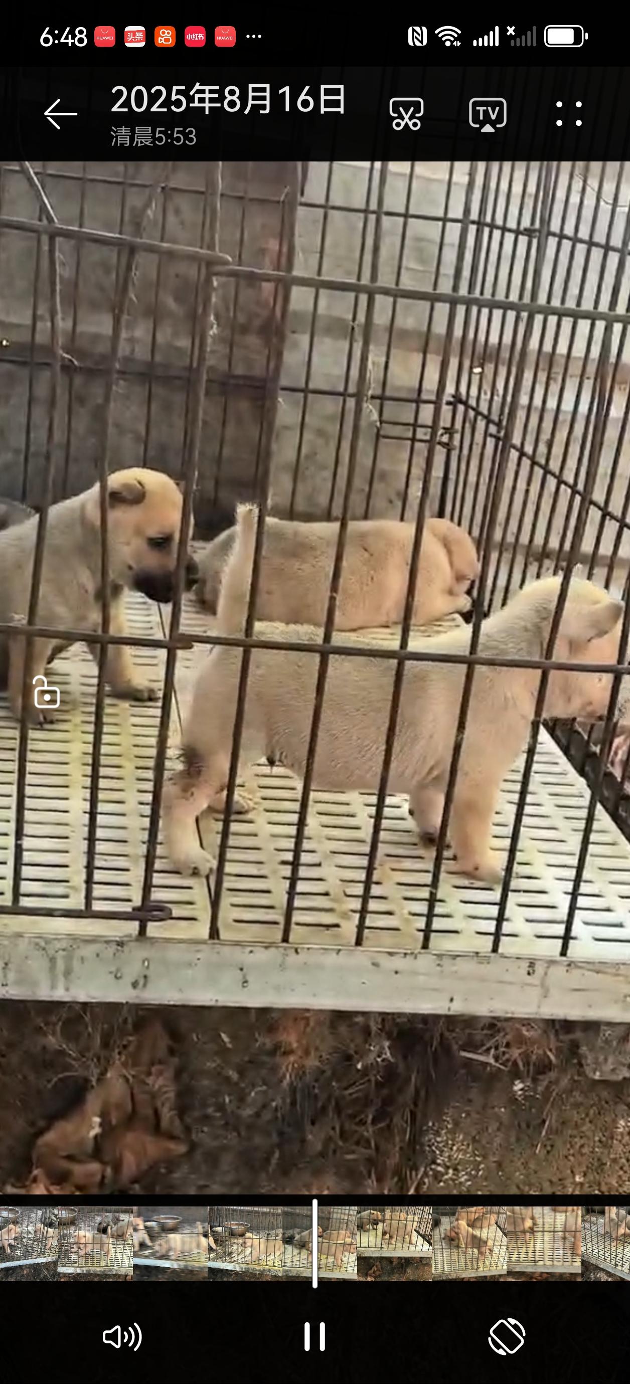 小奶狗 幼犬 喜欢中华田园犬请关注 养狗人 狗狗