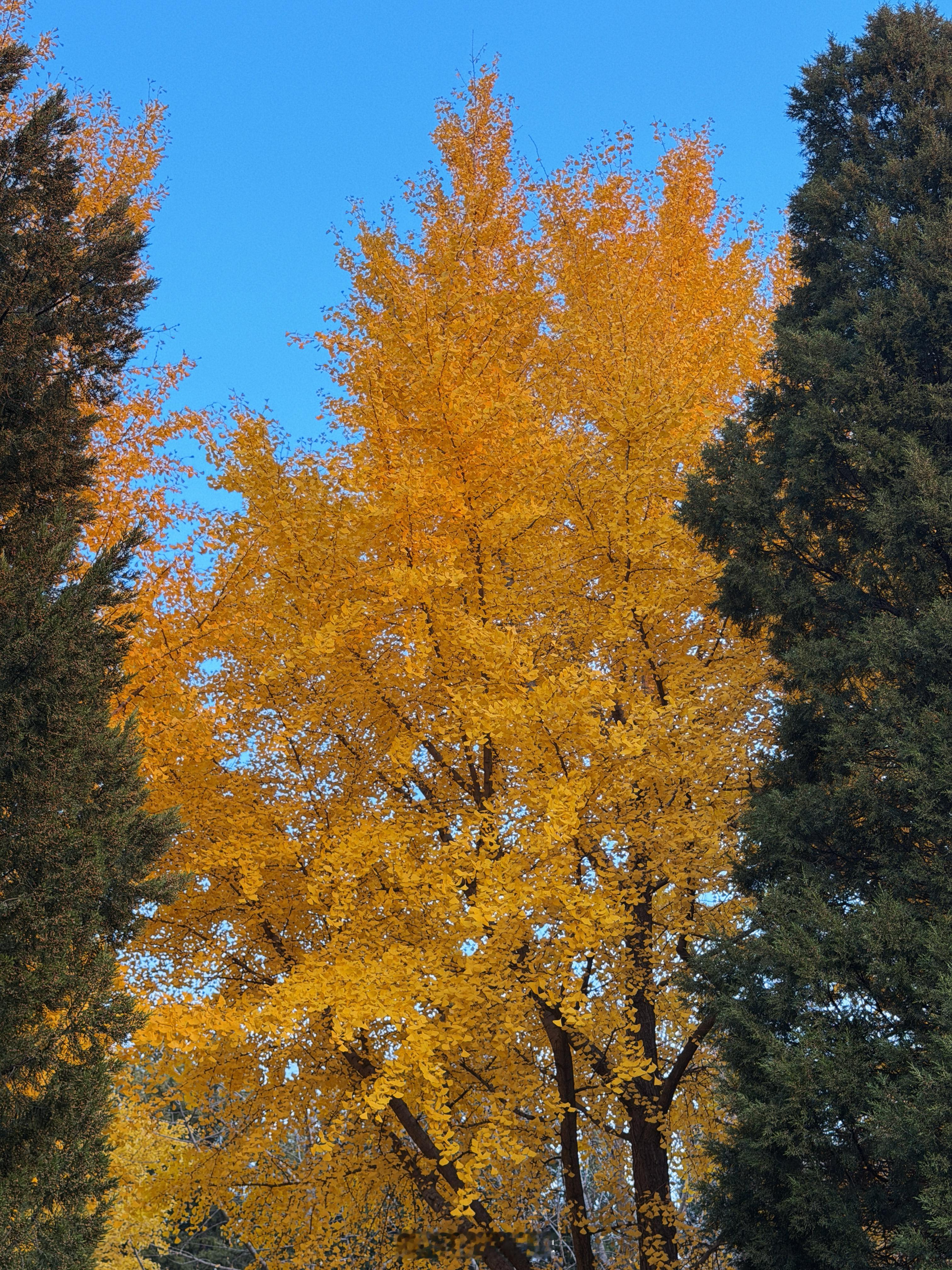 早安最近赶上了北京最美的季节花了两块钱买了地坛的门票发现随便一个路边都已经美飞了