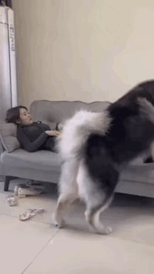 不懂就问，这个汪星人应该比它的主人还重。