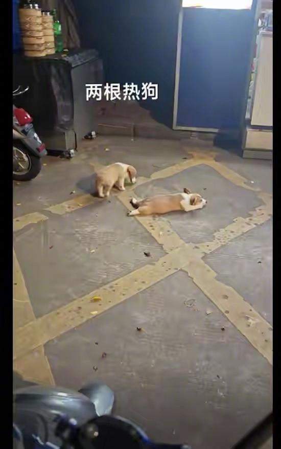 两只小狗板鸭趴在地上降温，秒变成两根“热狗”！还挺聪明的呀！