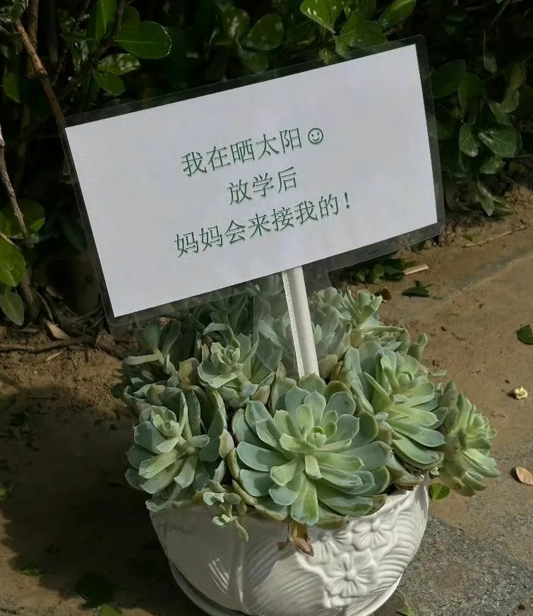 被路边的多肉可爱到了