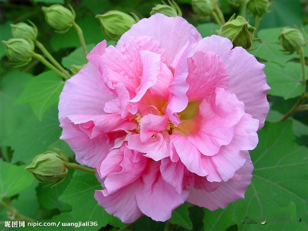 芙蓉花真是晚秋里的惊喜！它是锦葵科木槿属的落叶灌木或小乔木，又叫拒霜花。一般8