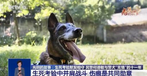 警犬追捕毒贩时，突然停住，死活不往前走了，拽绳，不动，下命令，不听，班长以为它怕