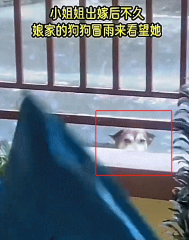 只因太想念远嫁她乡的小主人，狗狗冒雨十多公里去探望。当来到主人的新家，它犹豫