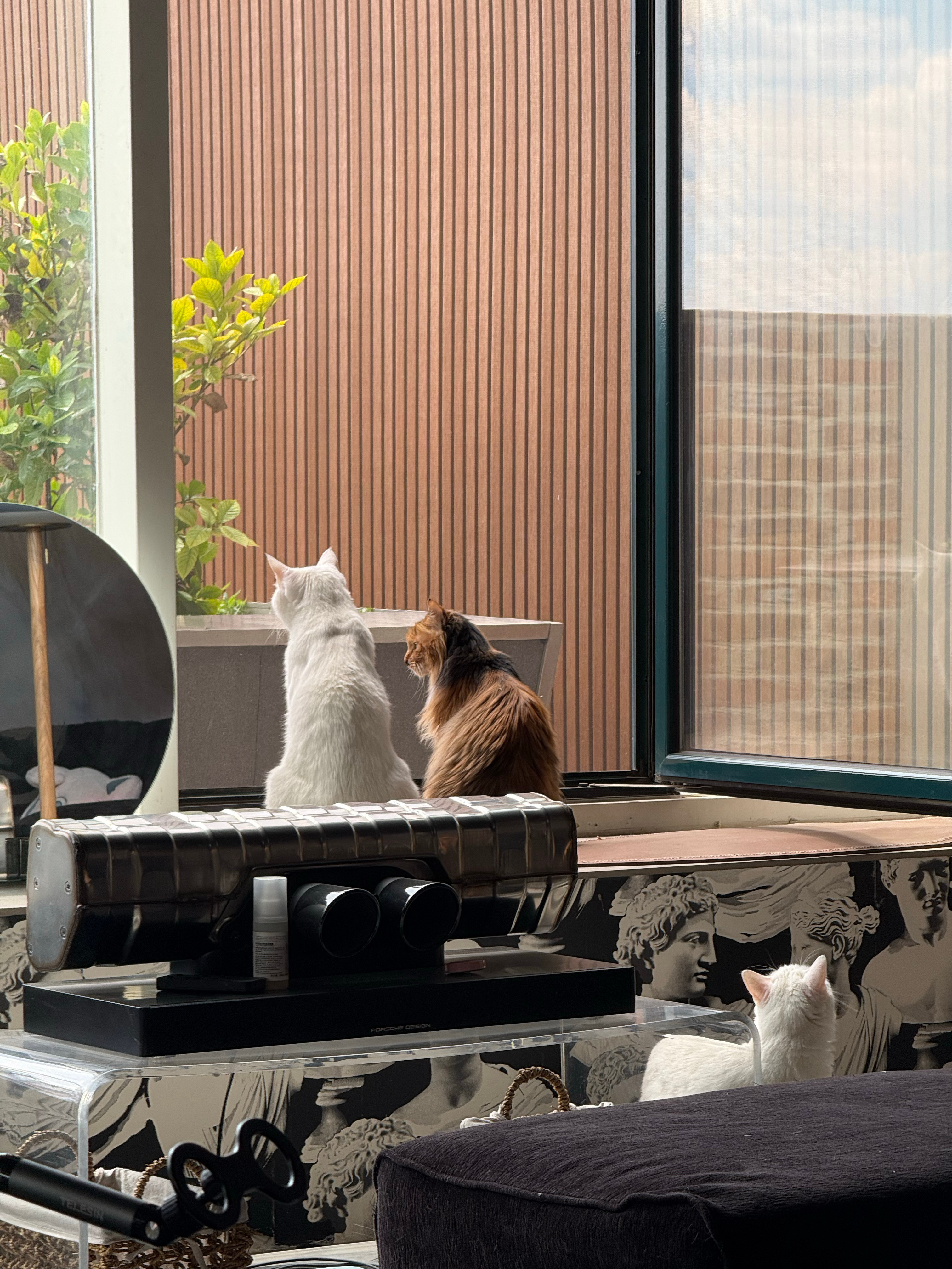 天很轻晴，忽冷忽热的春天应该是要过去了，云变成了温暖的形状。我家阳台上的栀子花开