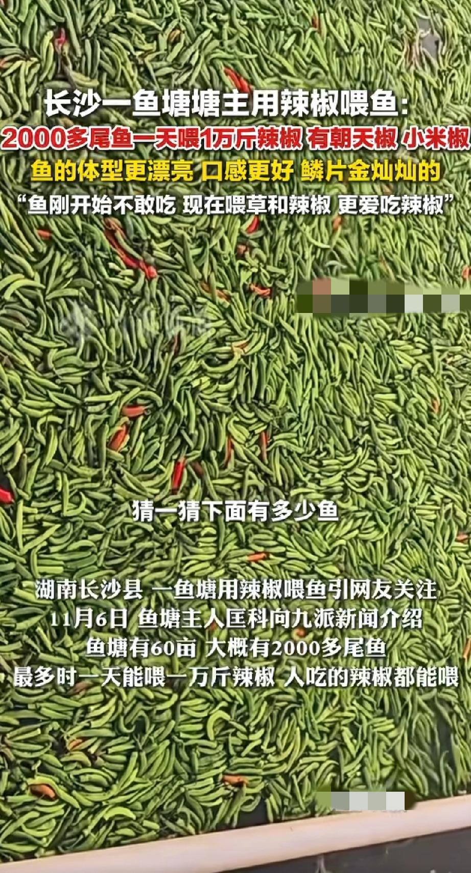 你敢信吗？我刚刷个离谱事儿，有人坚持两年用辣椒喂鱼！就是那种红的绿的朝天椒小米
