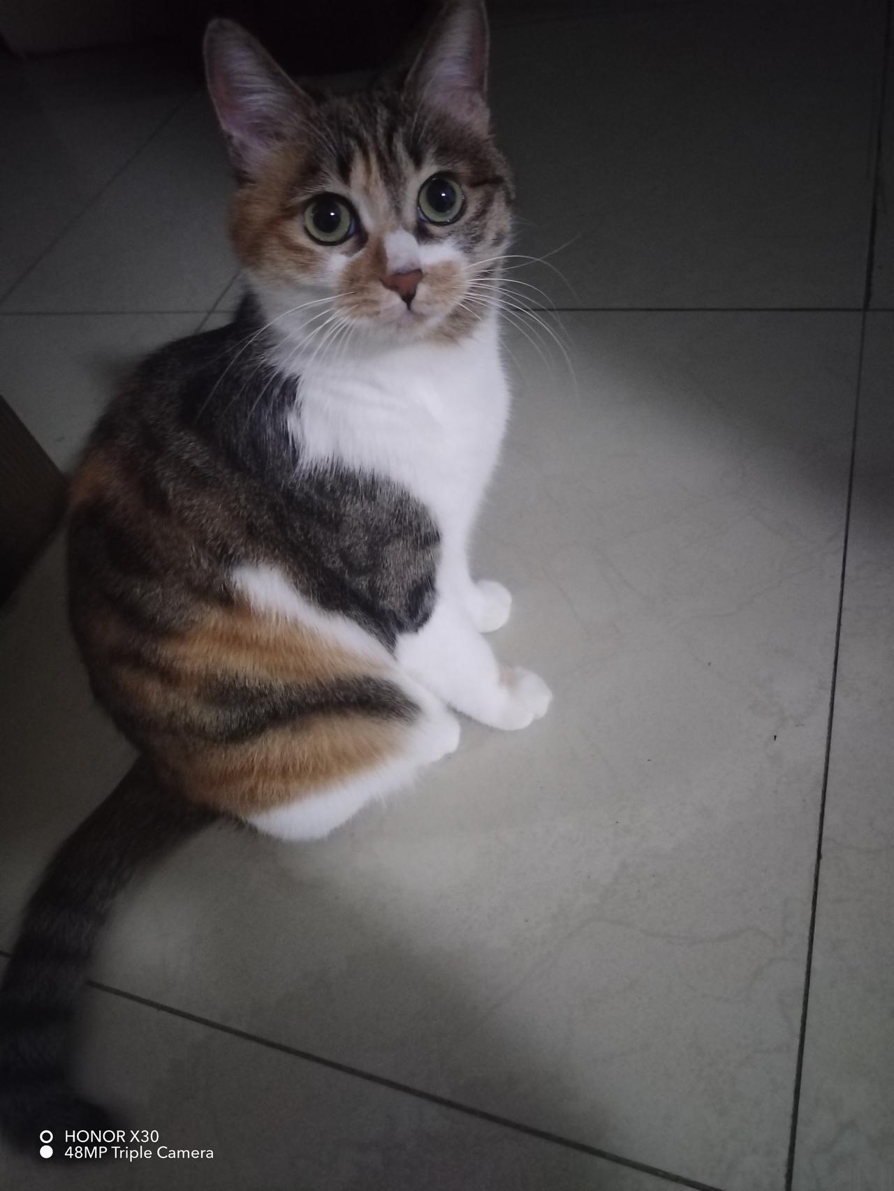 想看看你相册最近一张猫咪的照片眼睛咋突然明亮了