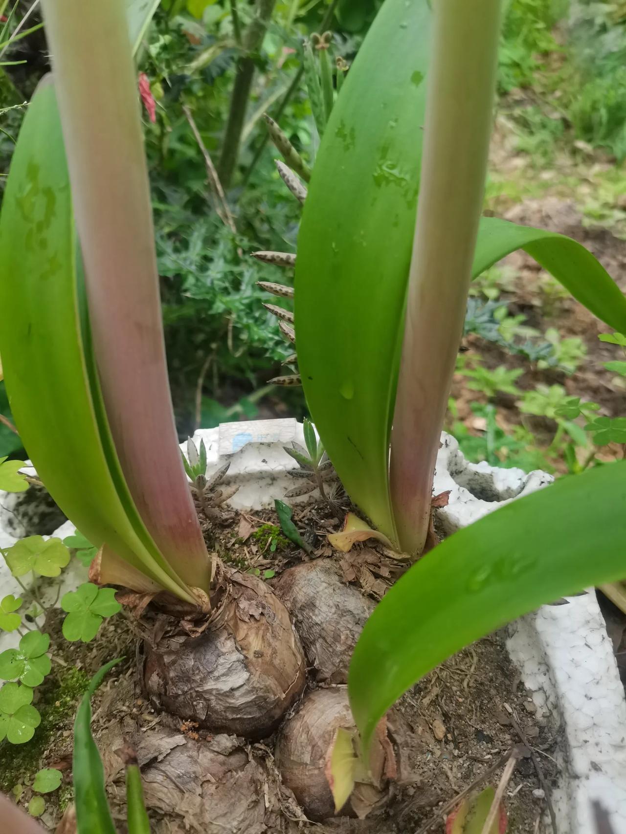 朱顶红是什么植物?如何养朱顶红是石蒜科朱顶红是多年生草本植物，喜散射光，适宜生长