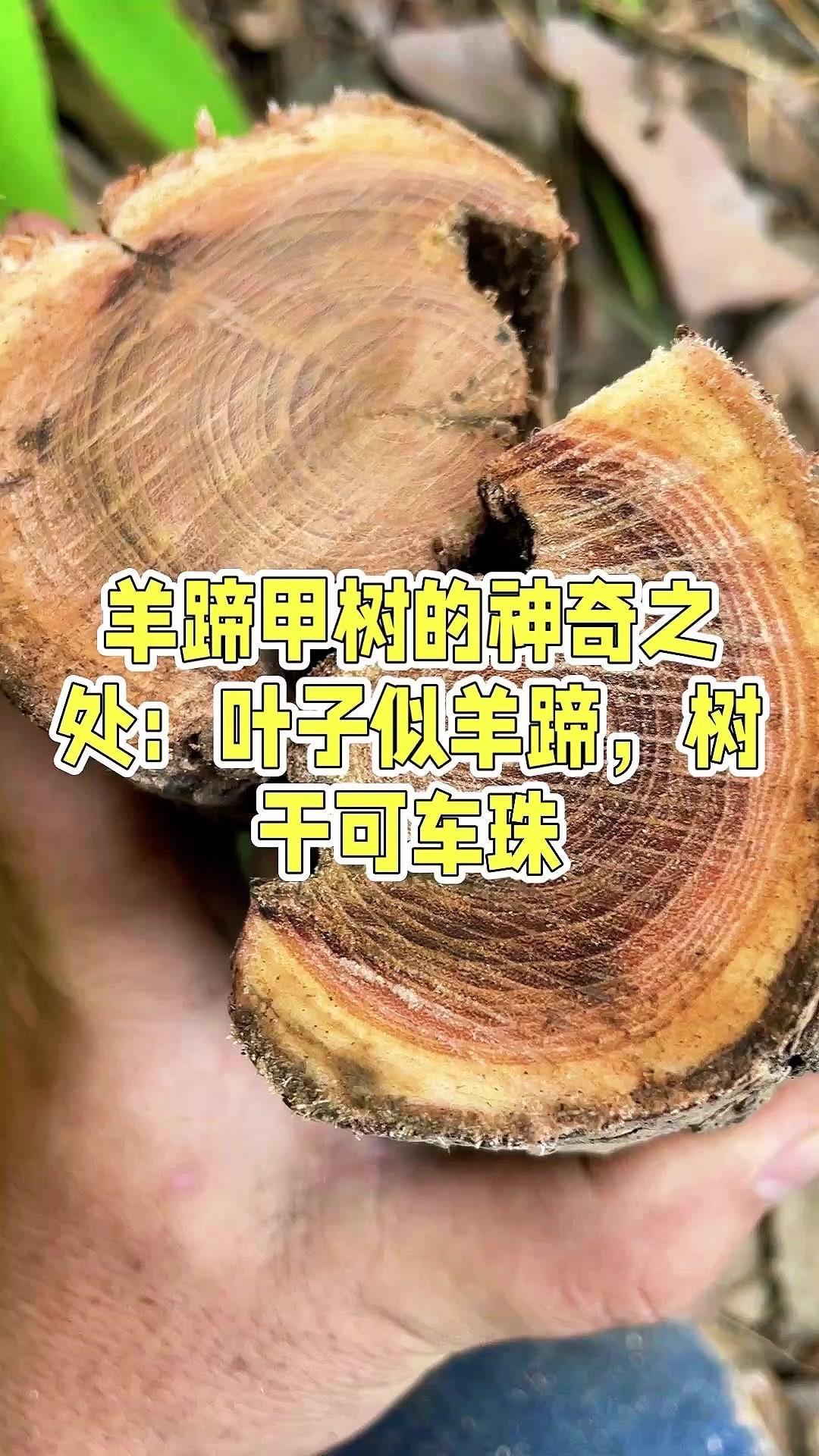 今天在山里发现一棵神奇的羊蹄甲树，它的叶子形状真的像极了羊蹄，难怪叫这个名字～树