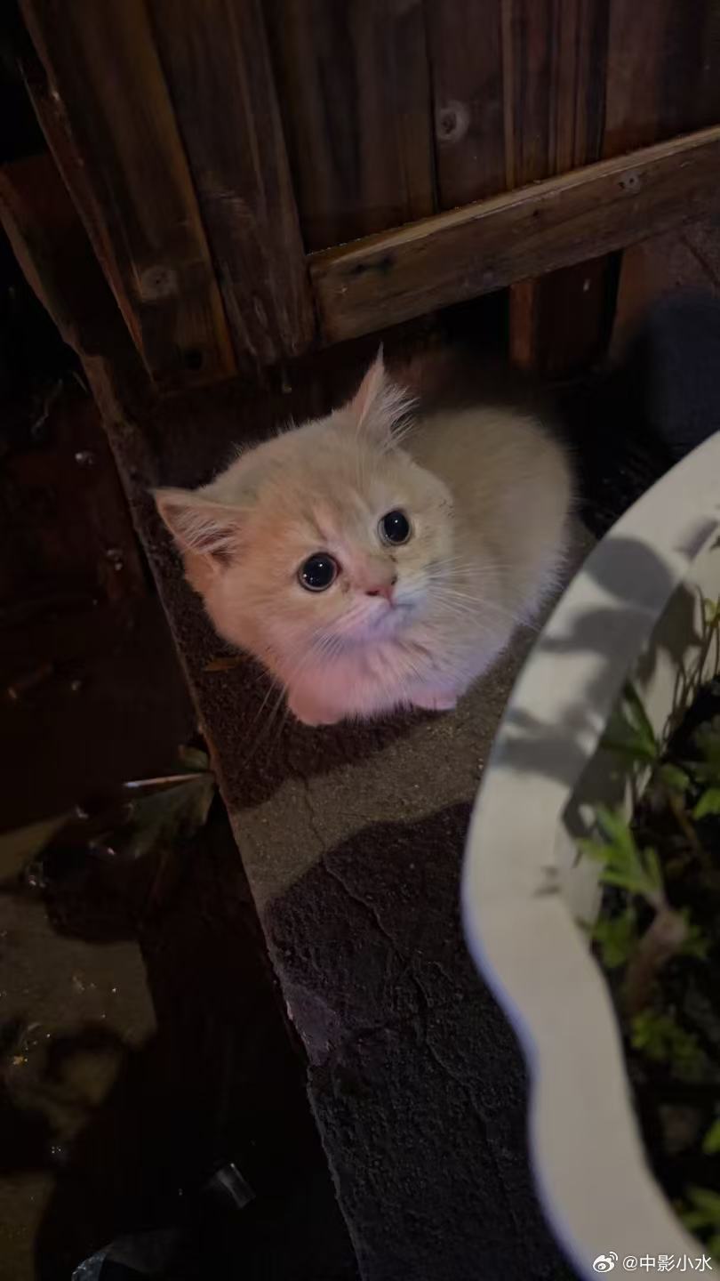 邻居的小猫咪好俊