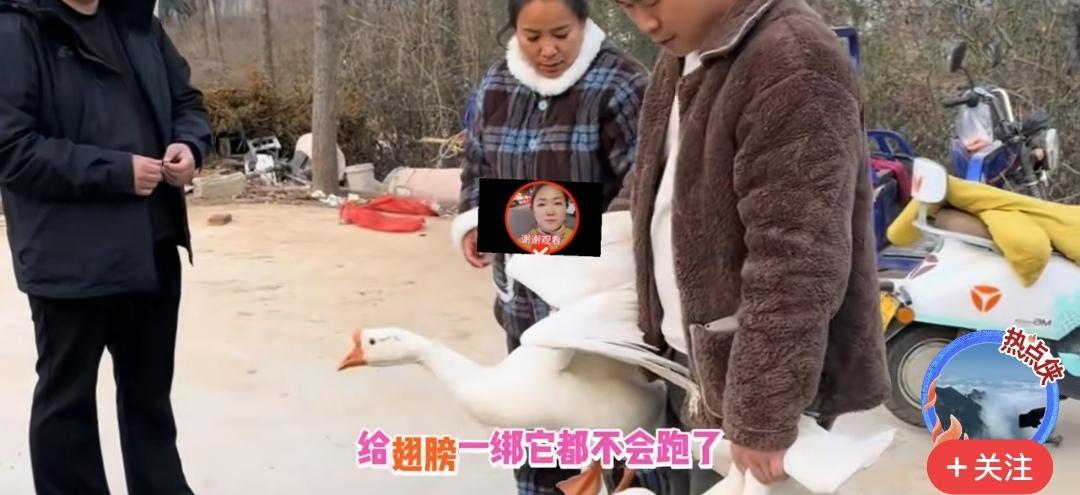 那只鹅，可能从一开始就没被绑住。你看到的挣脱、逃跑、甚至主人的惊呼，都只是故事