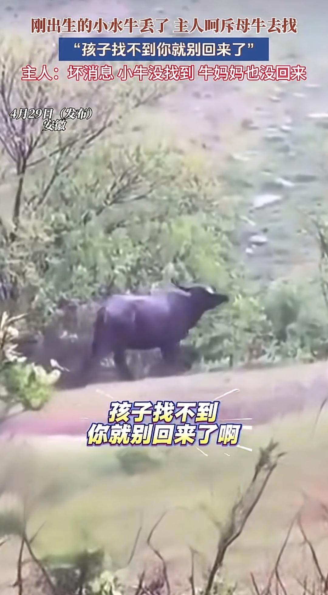 彻底解释不清了！4月28日安徽农村，一头刚产崽的母牛在放养时弄丢了小牛犊，主人急