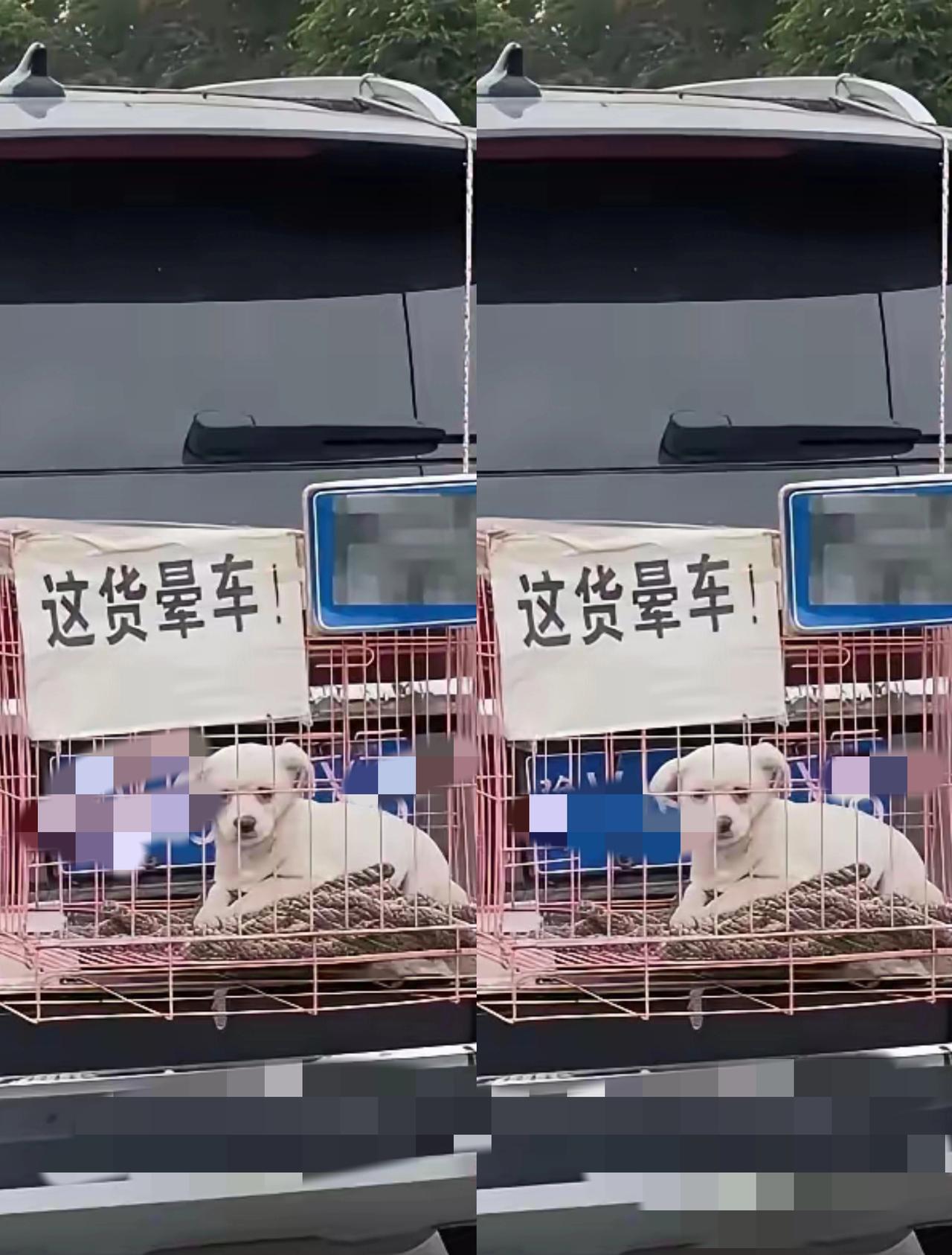 家人们谁懂啊！上班路上遇见过最奇葩的事，居然是车屁股挂着只狗！