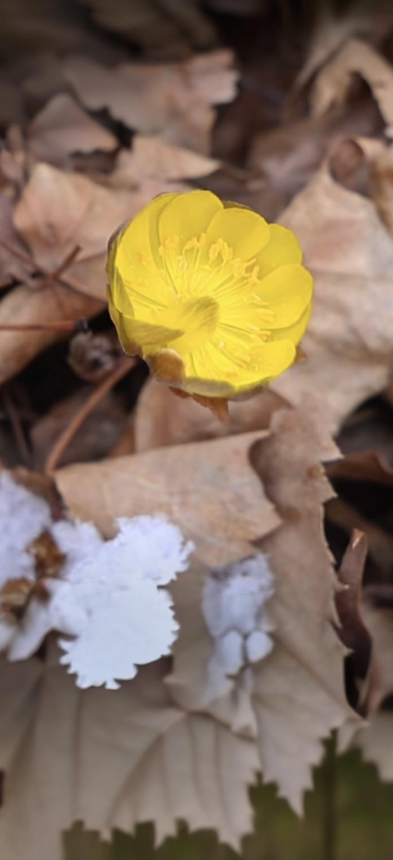 与痛风斗争的历程185晨起补记，浑身关节状态平稳，无明显不适感。右