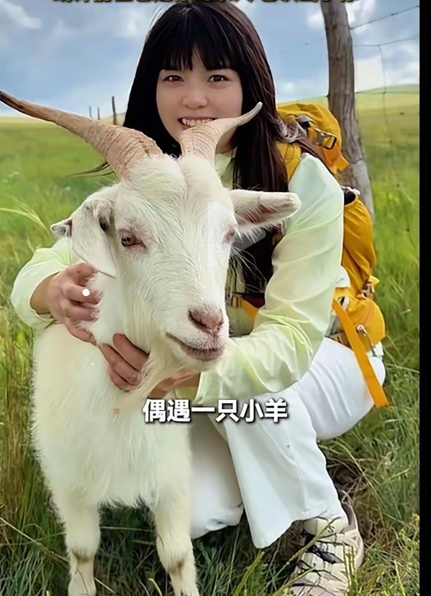 茫茫草原只认准她一人，小羊含泪追车不肯放手，姑娘千里回头带走它。​近日内蒙古赤