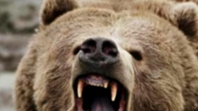 1998年，俄罗斯一头棕熊在母虎外出时残忍地咬死并吞食了它的两只幼崽，它不仅没有