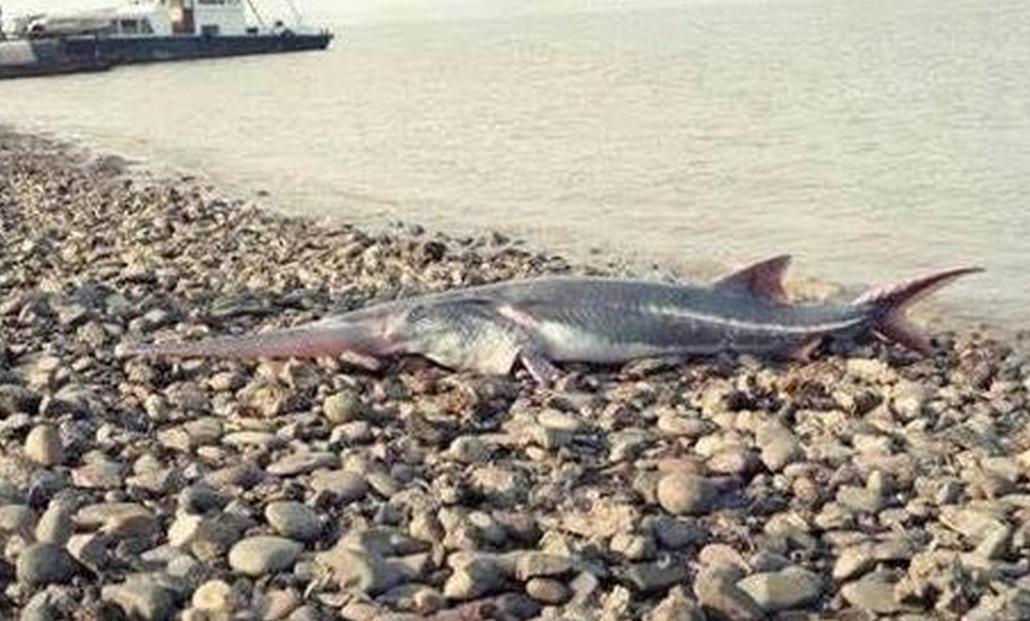 2003年1月24日上午，渔民刘云华和妻子正在长江上打渔。突然，他的船剧烈地摇晃