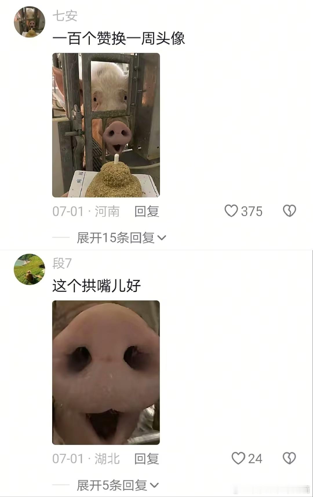 猪:日子不是跟谁过都一样的哈哈哈哈哈哈