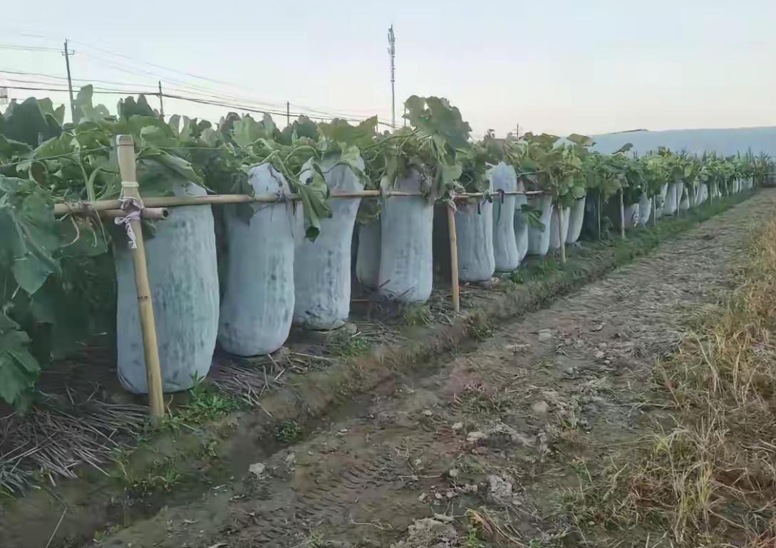 这，应该没人偷了吧[呲牙笑]