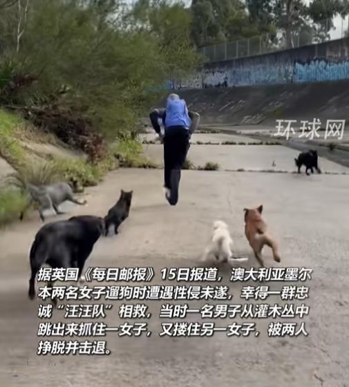 真是大快人心！7月15日，澳大利亚墨尔本曝料，两名女子遛狗时遭遇色狼企图性侵。千