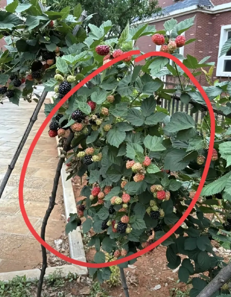 这是啥？这个果子能吃吗？