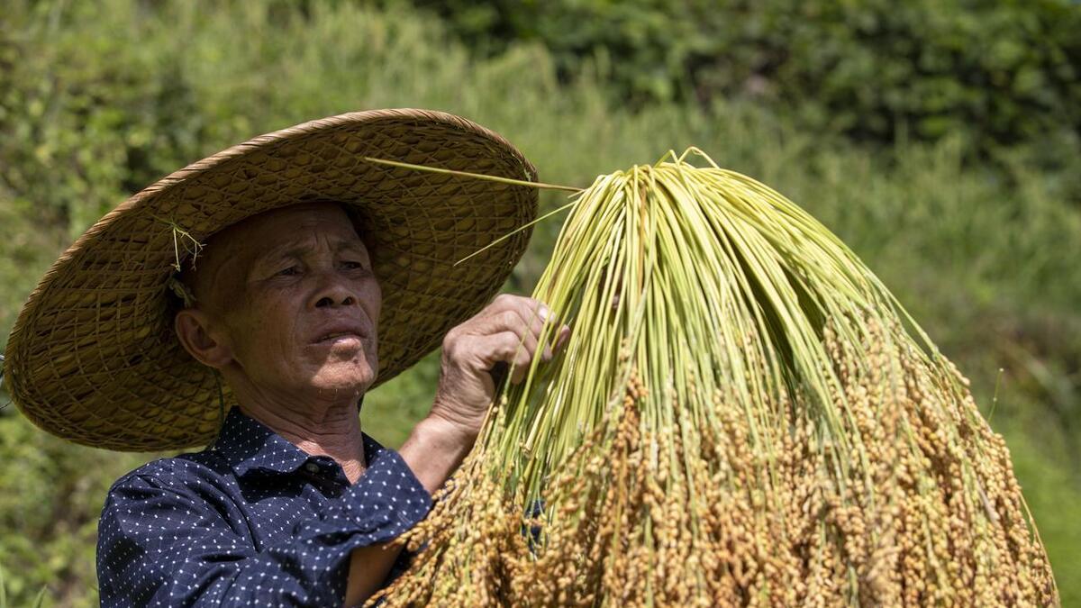 明日正月三十, 老话“正月怕三十”, 究竟有啥怕, 看农谚是咋说?