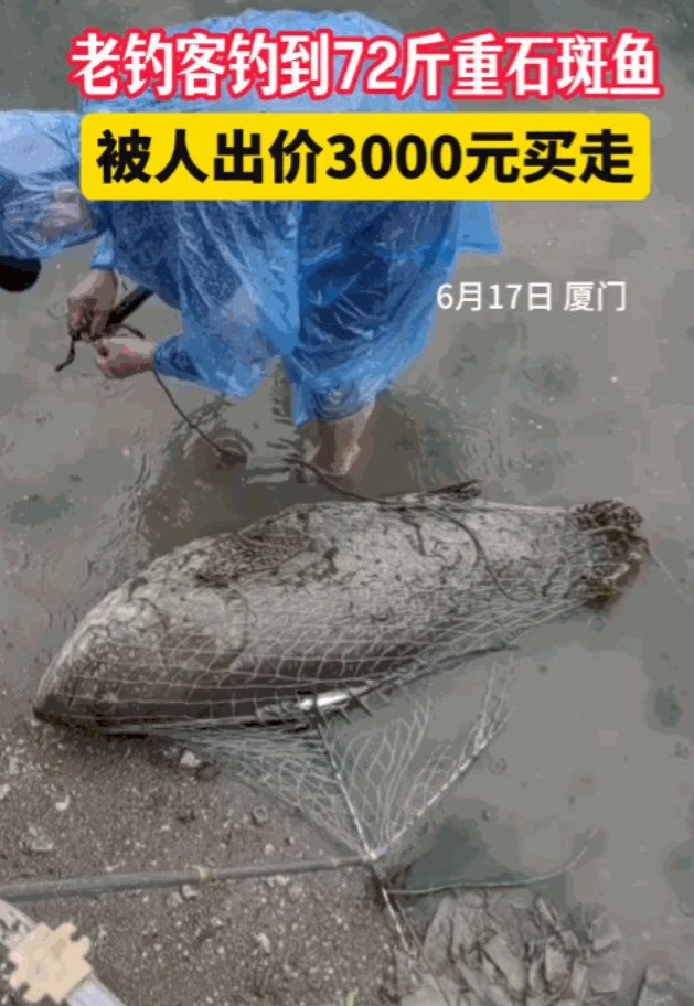 “这就是命啊！”6月17日，福建厦门，一男子冒雨在河边钓鱼时，竟钓上来一条72斤