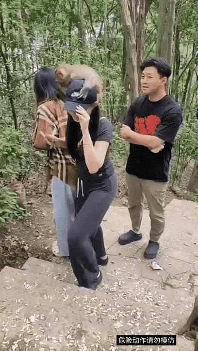 她到底有什么独特之处能吸引猴子，是味道吗？