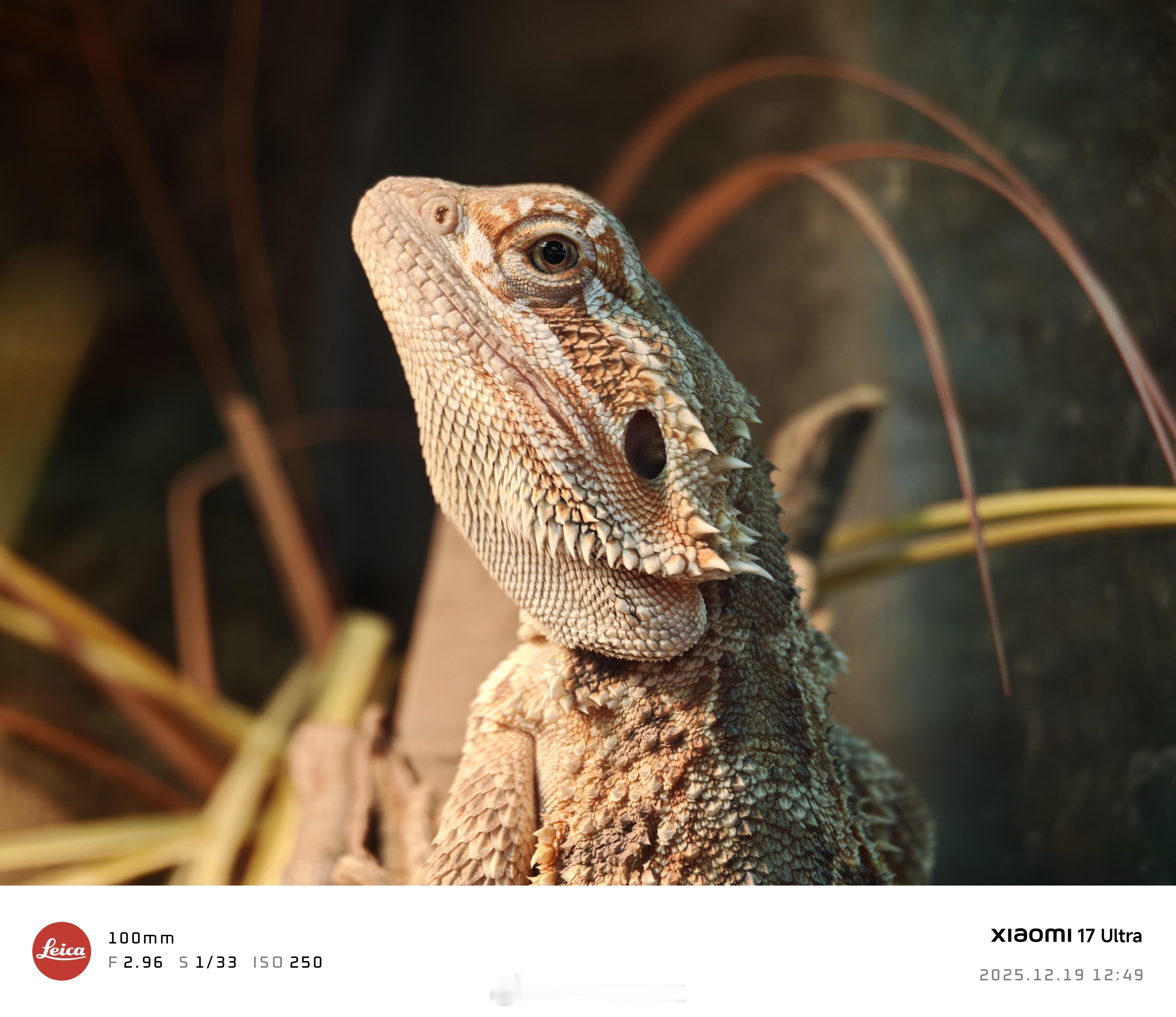 小米17Ultra随手拍，这颗“牛变”比我用过所有的“狗定”都强，打破了“狗