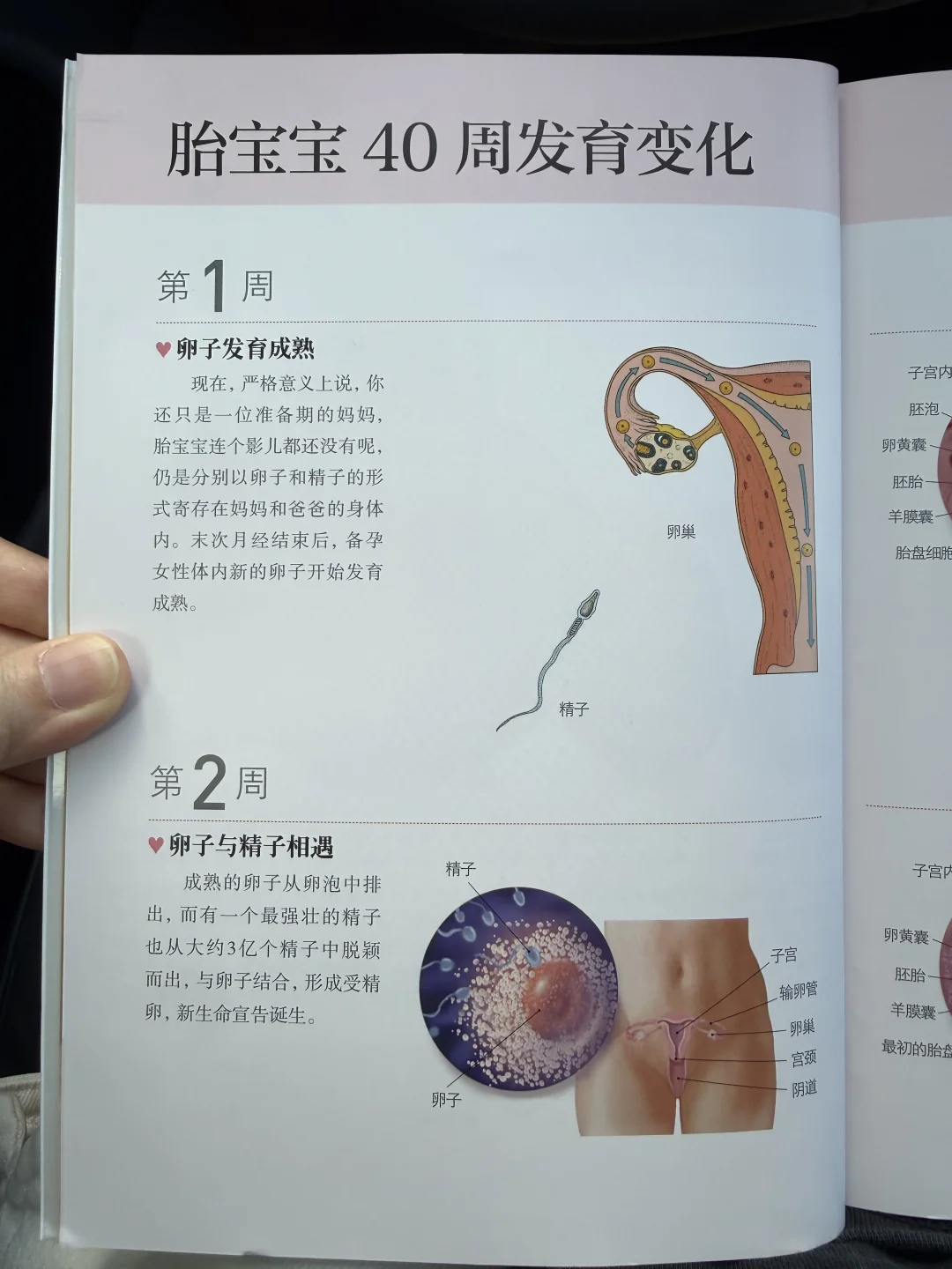 胎儿1~40周成长发育变化！新手妈妈快收藏！