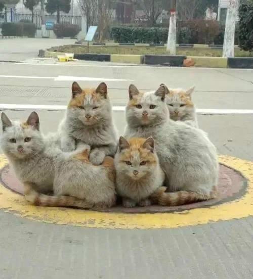 一位摄影师拍了五只流浪猫的合照，仔细一看，这颜值高到难以置信。真的期待，它们完美