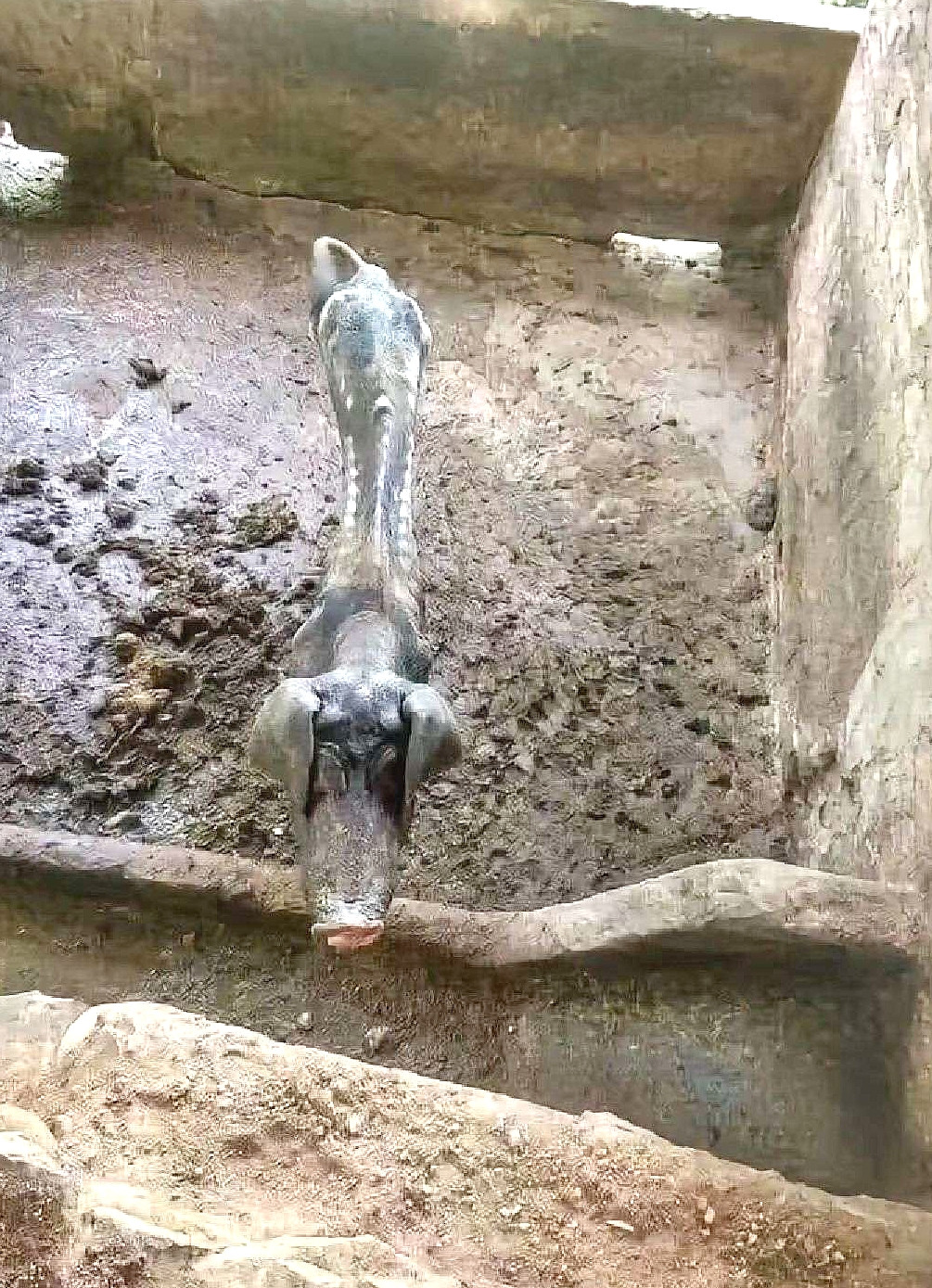 含泪转让这头猪，自己养了这十年的猪，这十年我吃什么猪吃什么