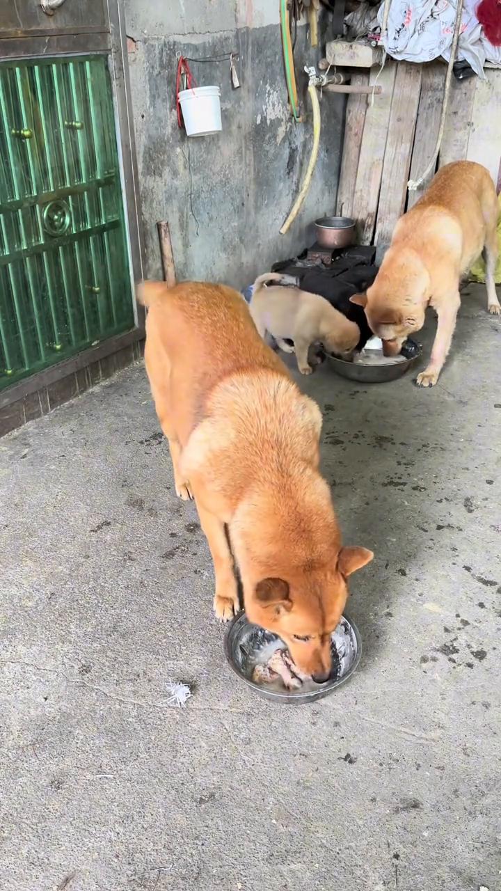 今天月子满月了，做了你最喜欢的鸡肉粥。它没着急吃，叼着来盆子示意，我往盆子里盛一