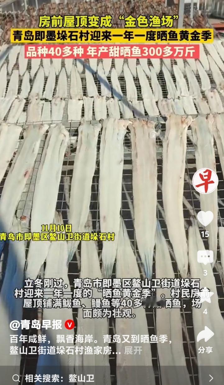 青岛即墨鳌山卫垛石村惊现屋顶金色海洋！30年传承古法晒鱼现场震撼，300万斤咸香