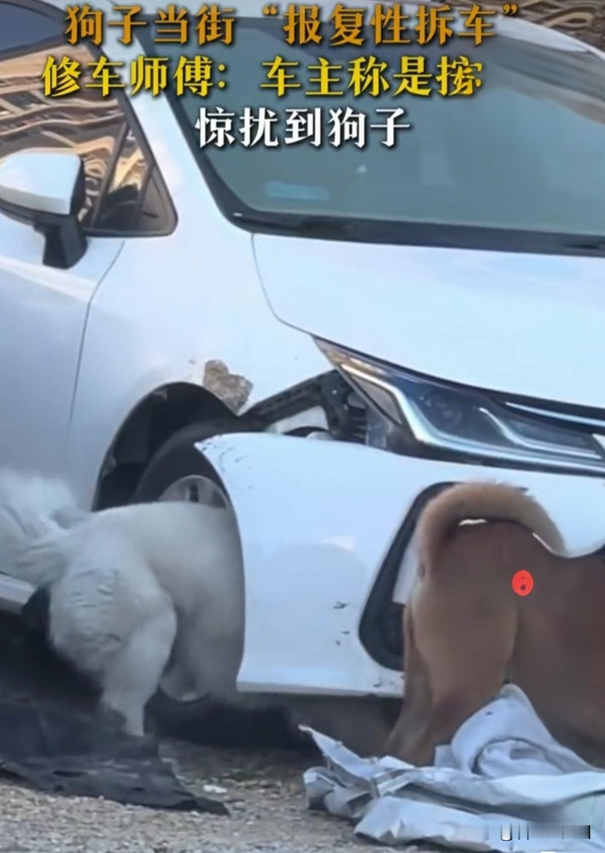 喇叭一按，爱车被狗拆稀烂！2000维修费该谁赔？法律这样说！你说离谱不离谱？