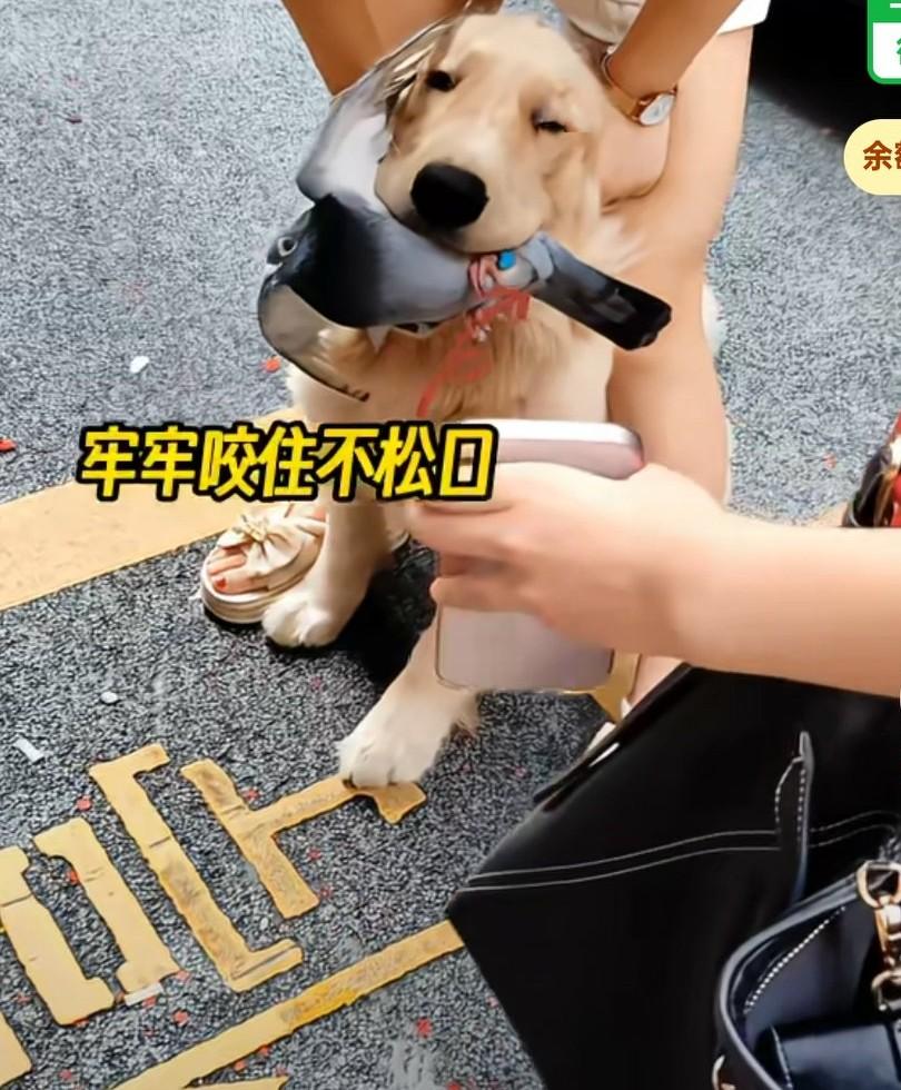 女子遛狗不牵绳，攻击别人的信鸽，咬在嘴里不松口，主人也无可奈何。主人用腿夹着