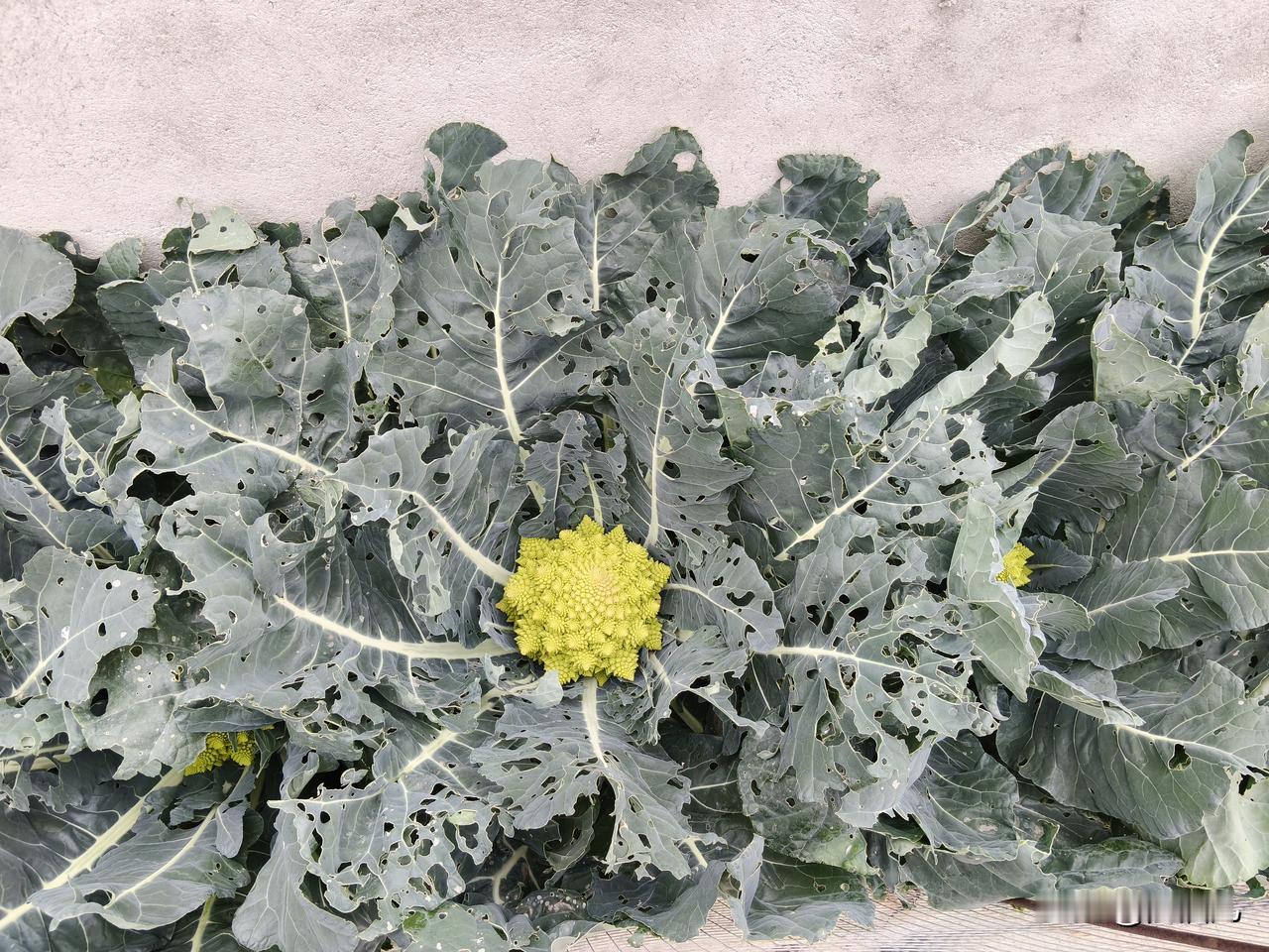 这是什么菜，长的挺奇怪的，路边随拍，知道的说一声。叶子像花菜，花长得有点奇怪，