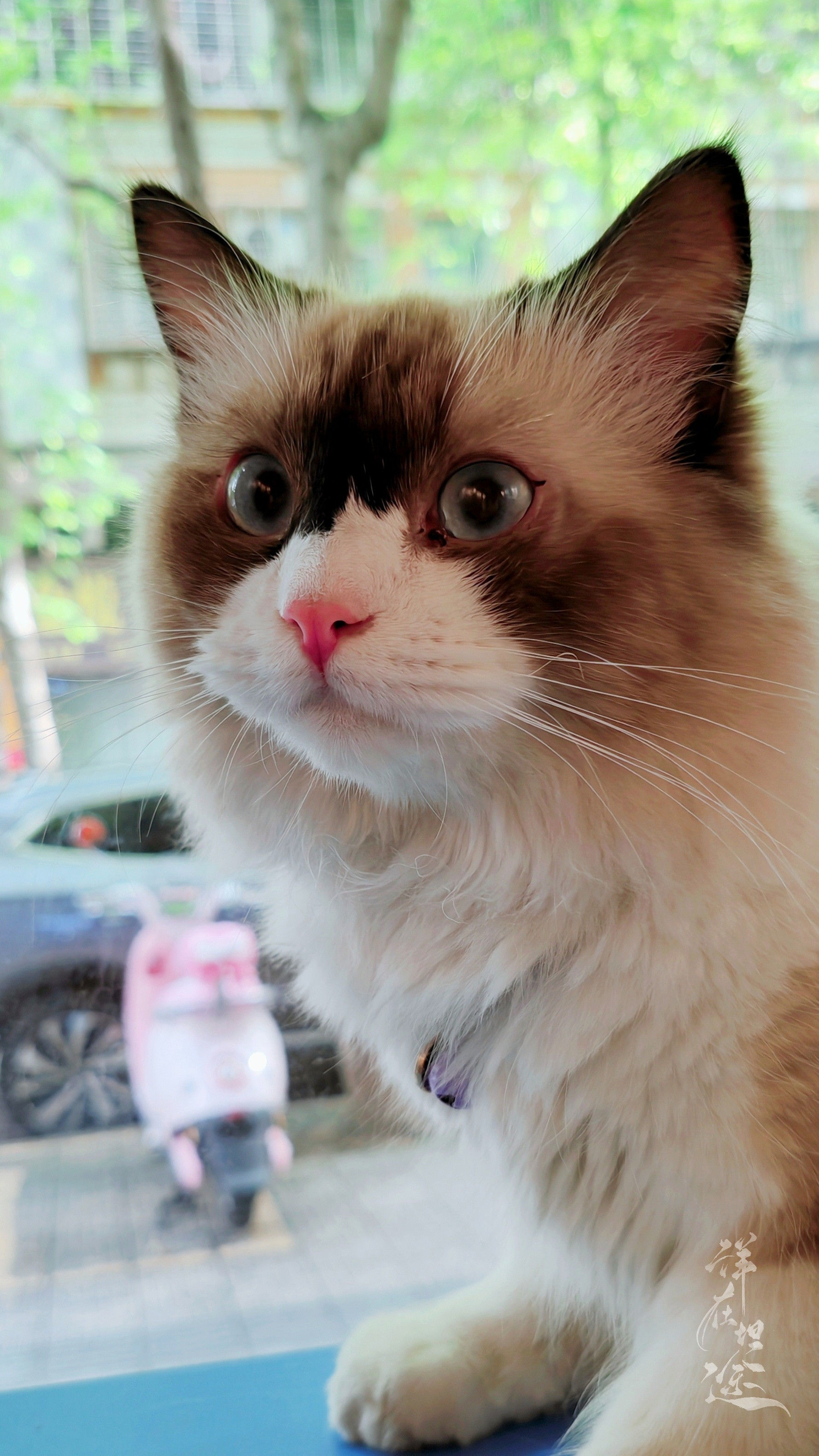 偶遇美丽的布偶猫，小仙女真美！