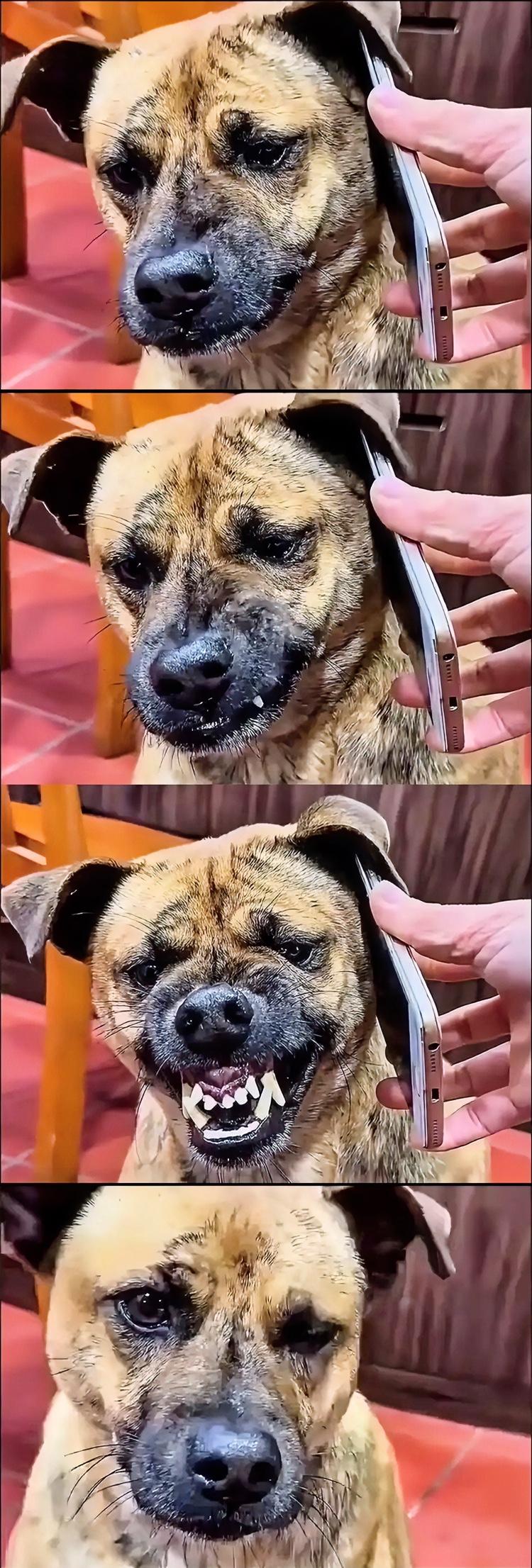 笑不活了，狗都受不了！网上一男子把媳妇的来电开给狗子听，起初狗子还心平气和，没几