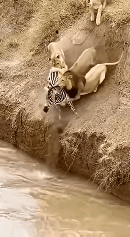 斑马依靠大长腿，在水中捡了一条命。